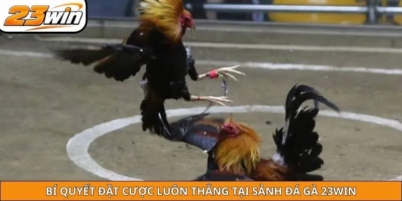 Bật mí bí kíp đánh sảnh đá gà 23WIN luôn thắng lớn