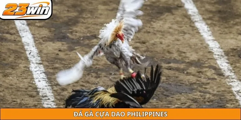 Đá gà cựa dao Philippines