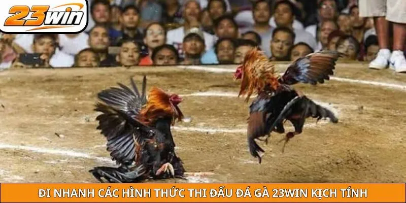 Đi nhanh các hình thức thi đấu đá gà 23WIN kịch tính